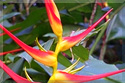 Maui Tropical Flowers